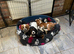 Cavalier King Charles puppies