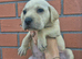 Labrador x american bulldog puppies READY NOW!!!