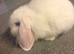 Blue Eyed white Lionlop Doe