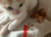 For sale 5 beautiful stunning male kittens 10 weeks old