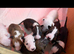 Beautiful English Bull Terrier Puppies