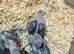 beautiful baby Green Indian Ringnecks Handreared