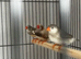 Zebra finches