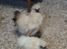 RARE CITRON SILKIE HATCHING EGGS