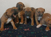 Beautiful quality red staffordshire bullterrier