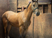 Registered welsh d colt