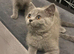 British shorthair kittens xx