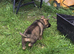 Rare DDR German Shepherd Puppies | Strong Pedigree Bloodlines | Vaccinated & Microchipped