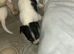 4 beautiful Jack Russell puppies