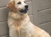 Gorgeous Female Golden Retriever for Sale