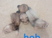 12 Baby Ferrets