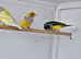 2025/2026 gouldian finches