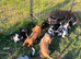 Stunning show type cocker spaniel puppies