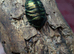 Emerald roaches (Mixed sizes)