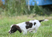Excellent quality kc springer spaniel pups