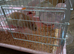 Syrian hamster
