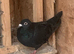 Black racing racer Homer pigeon