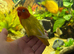 DNA sex Male Dilute fisher lovebird