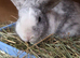 Male rabbit marble colour