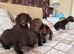 Chocolate cocker spaniels puppies