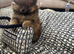 Pomeranian puppy
