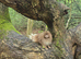 Lilac male russian line pomeranian