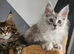 Tica Reg pedigree Maine Coon kittens