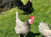6 White faced Spanish hatching eggs