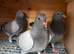 Racing pigeons