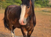 QUALITY 4yr old Registered shire mare