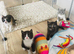 BSH KITTENS READY NOW