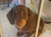 Micro-Chipped & Fully Vet-Checked Miniature Dachshund Boys – Ready This Weekend!