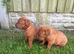** world class puppys**