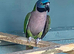 Derbyan female lovely bird