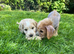 Chinese crested cross puppy for sale
