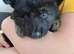 German shepherd puppies