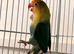 Lovebirds pairs and aquas available.