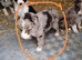 Last border collie puppy