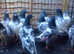 Pigeons for sale