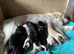 Golden retriever x flat coat retriever puppies