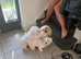 Maltese puppy