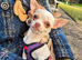 Cream Female Chihuahua