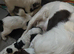6 beautiful sprocker cross puppy's for sale