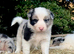 Delightful Border Collie puppies