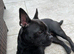 Frenchie x Lakeland terrier