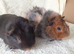 Pair of baby bonded boys
