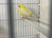 I have 6 canaries £20 each