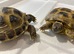 GARDEN TORTOISES