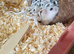 A winter white Russian dwarf hamster