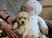 poochon puppies one boy three girls